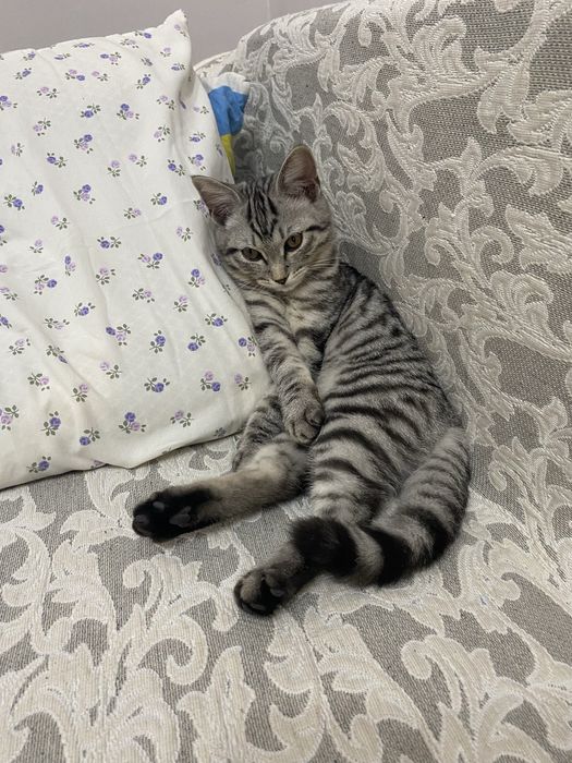 Продадим котенка 10 месяцев