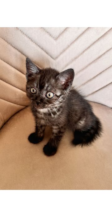 Котенок мальчик в добрые руки