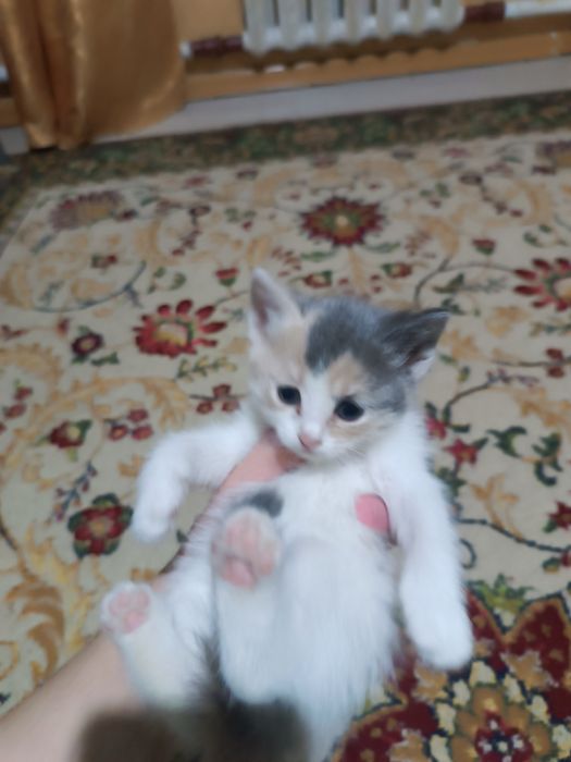 Котята отдаю в добрые руки