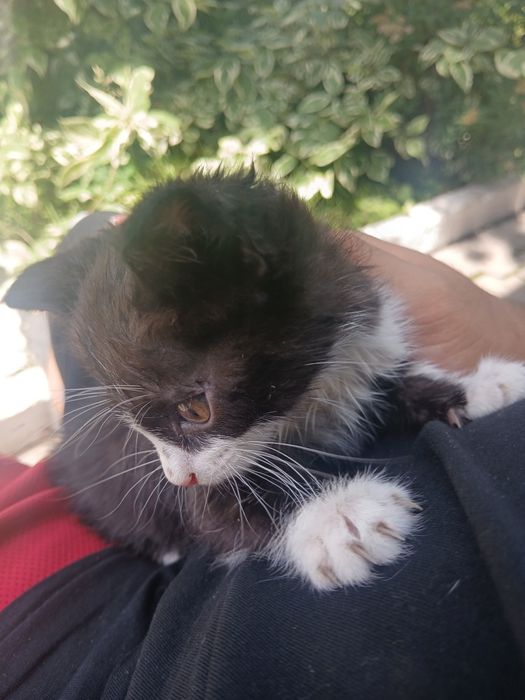 Котёнок девочка 1.5 месяца даром срочно