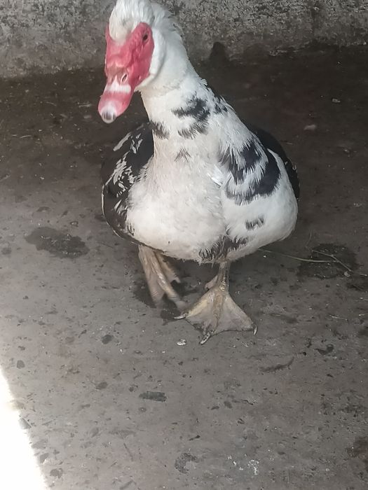 Продам селезень индоутка