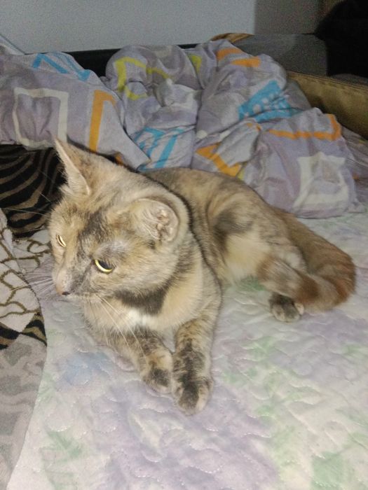 Одам кошку бесплатно