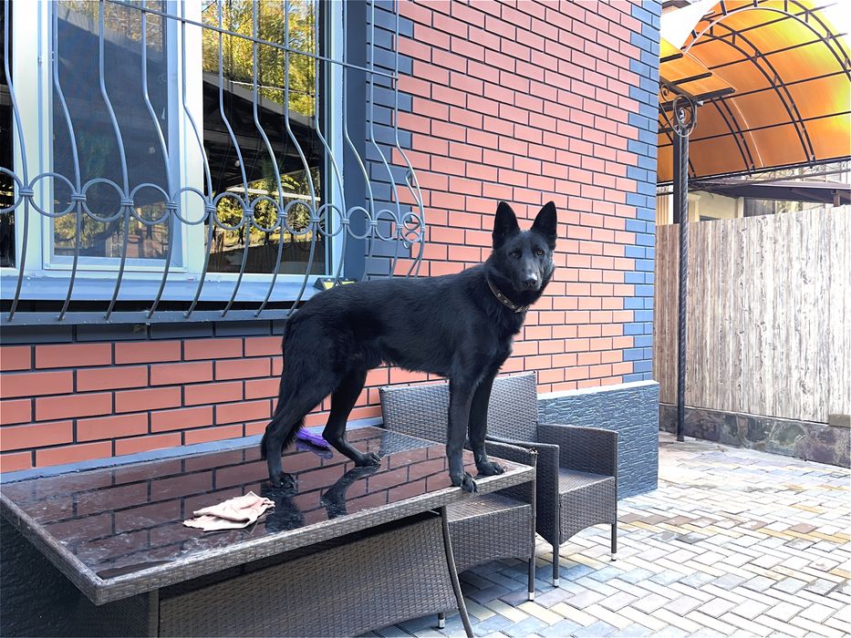 Вязка Случка