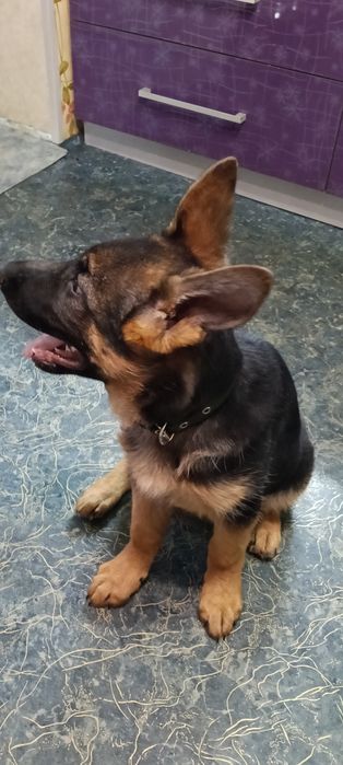 Продам щенка немецкой овчарки