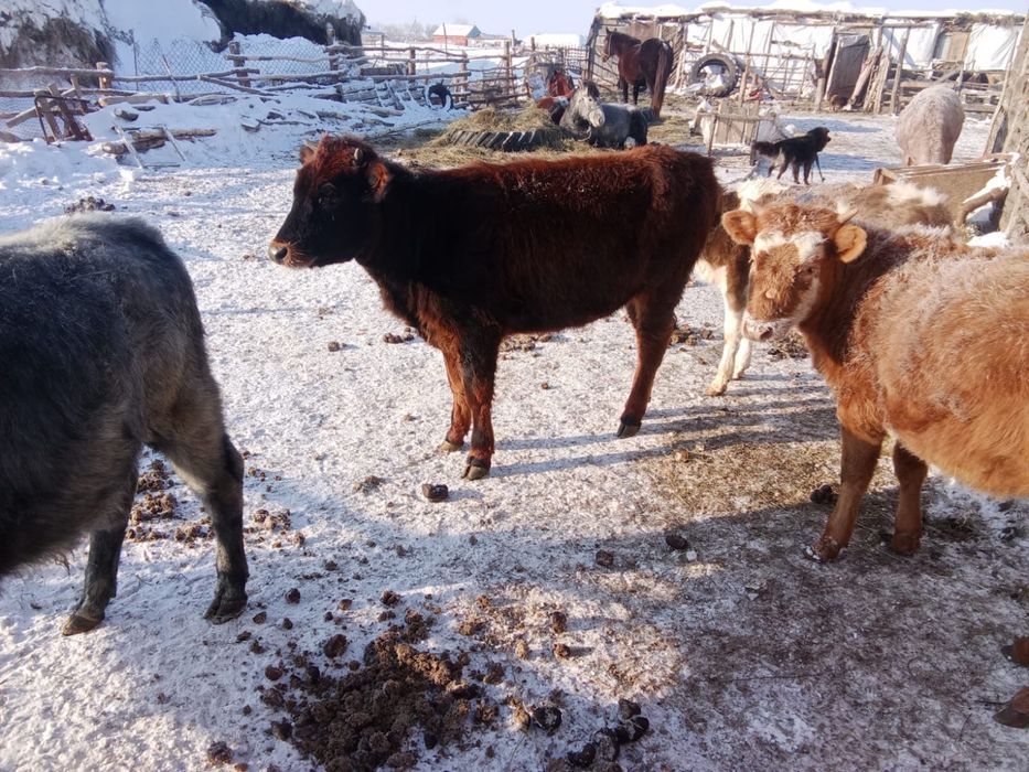 Годовалые телята