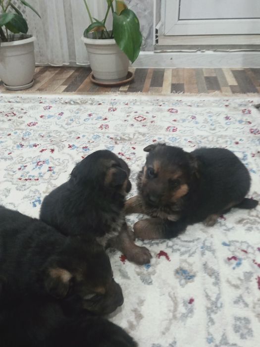 Продам щенков немецкой овчарки