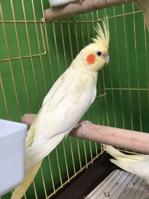 Кореллы желтые и белые