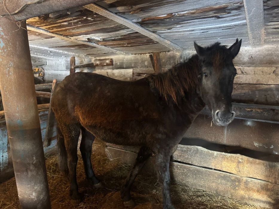 Жылкы лошадь согым
