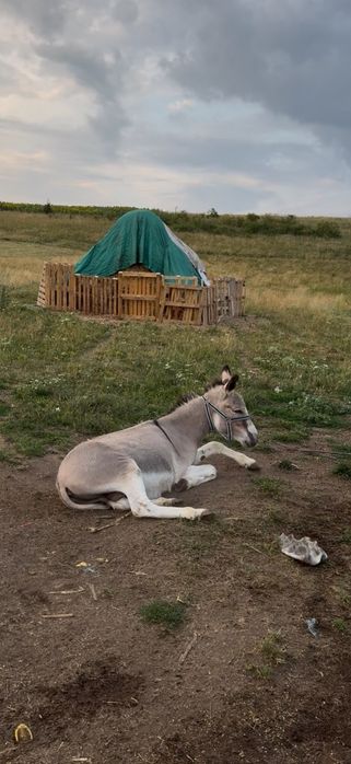 De vanzare familie de măgaruși