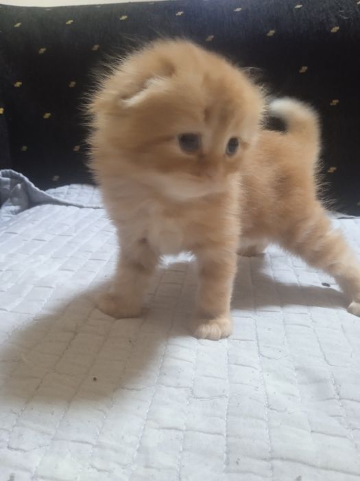 Скотиш фолд, Золотая шиншила. мальчик