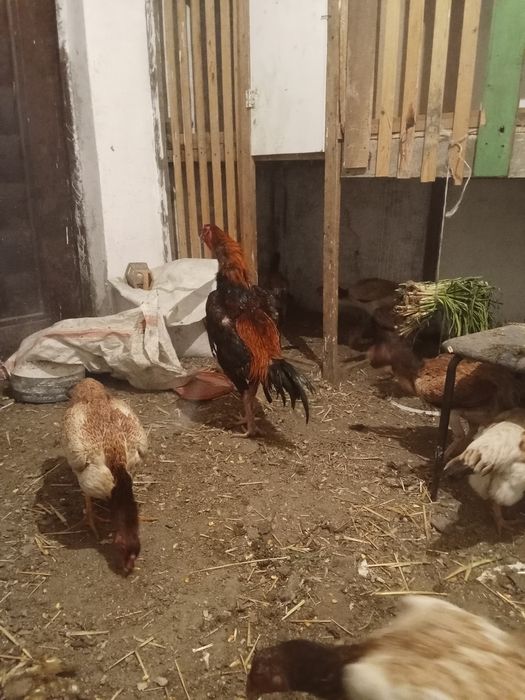 Даканы яйца 1000тг