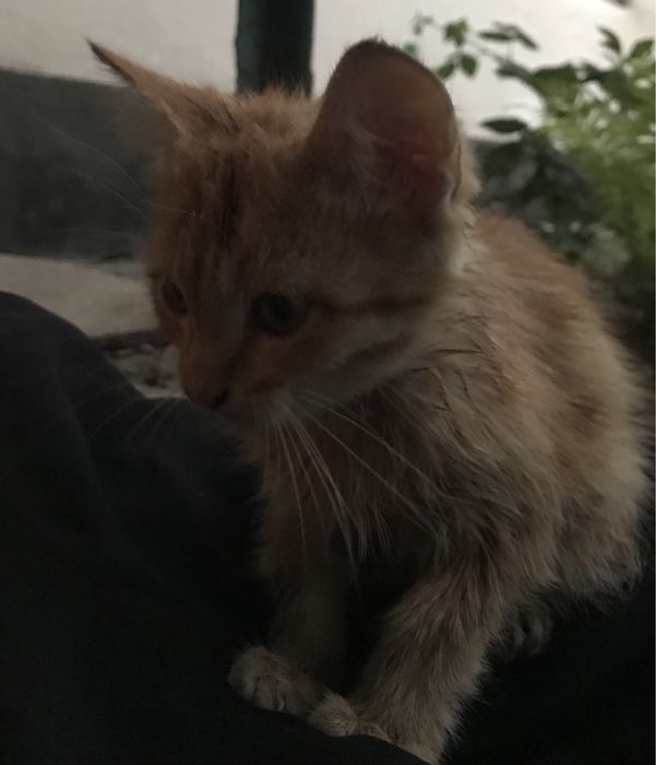 Отдам котенка в добрые руки!
