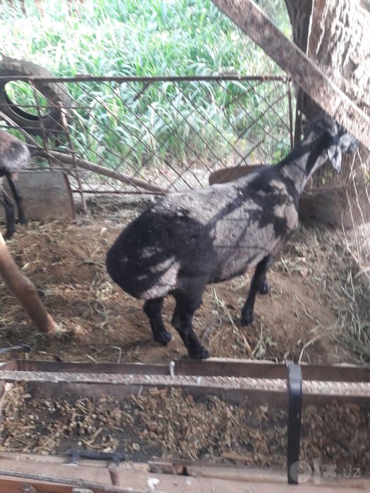 Yow egizchi buguz quyimiz sotiladi