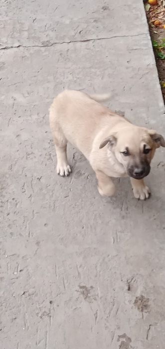 Отдам щенка, 2,5 месяца