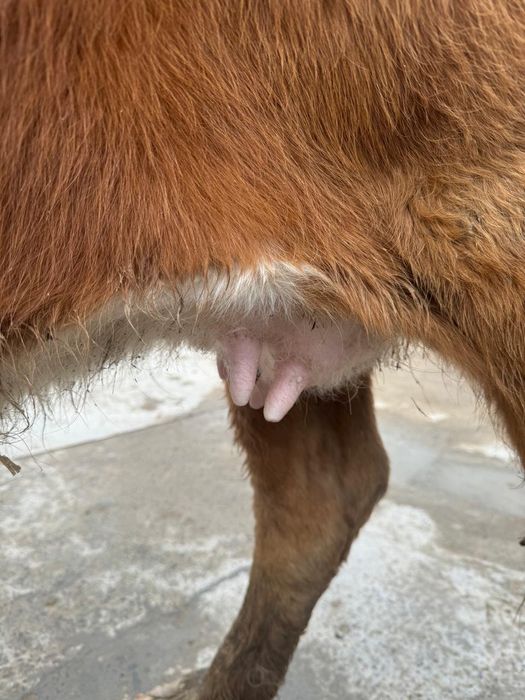 Сары бұзаулы сиыр