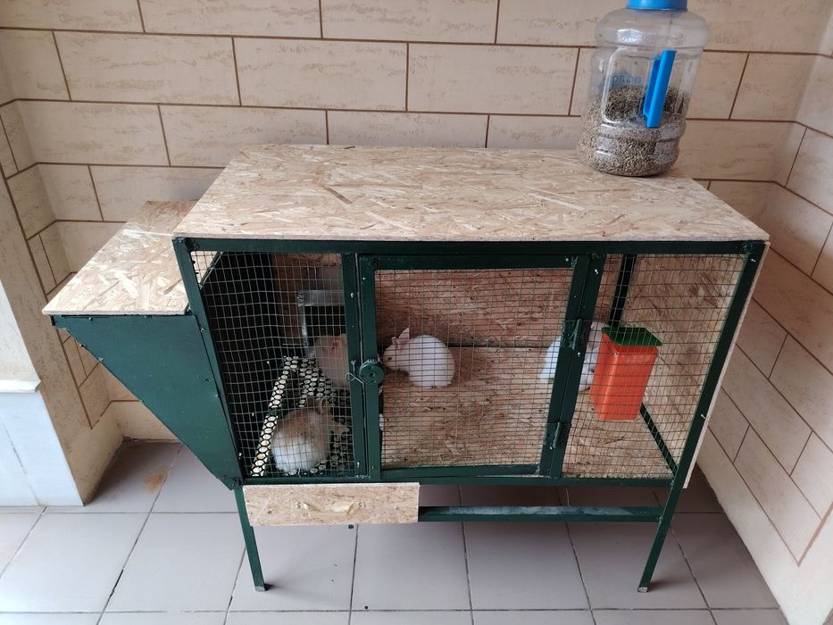 Quyon kletka sotiladi