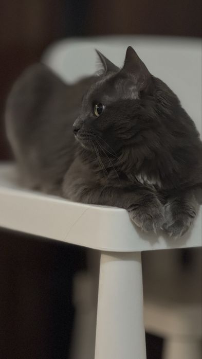 Отдам в хорошие руки кота