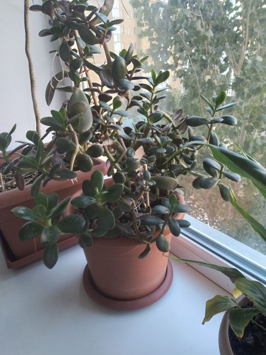 Продам комнатные цветы