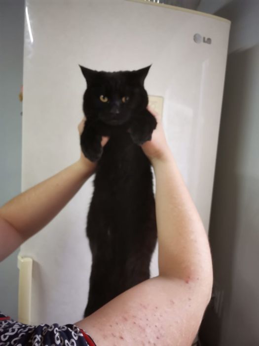 Кошки мышеловки и кот