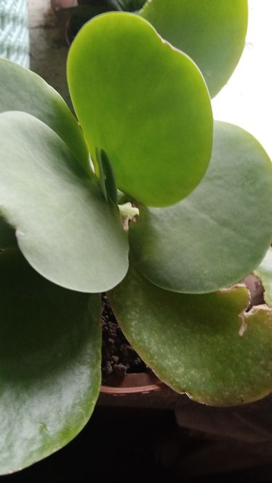 Алоэ . Суккулент .