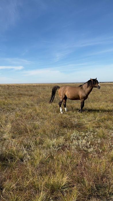 Айгыр сатылады кула