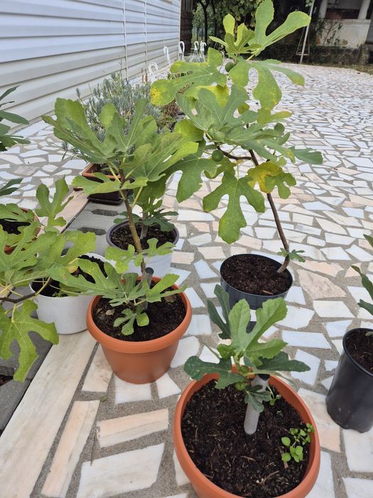 Puieti Smochini Svinita la ghiveci