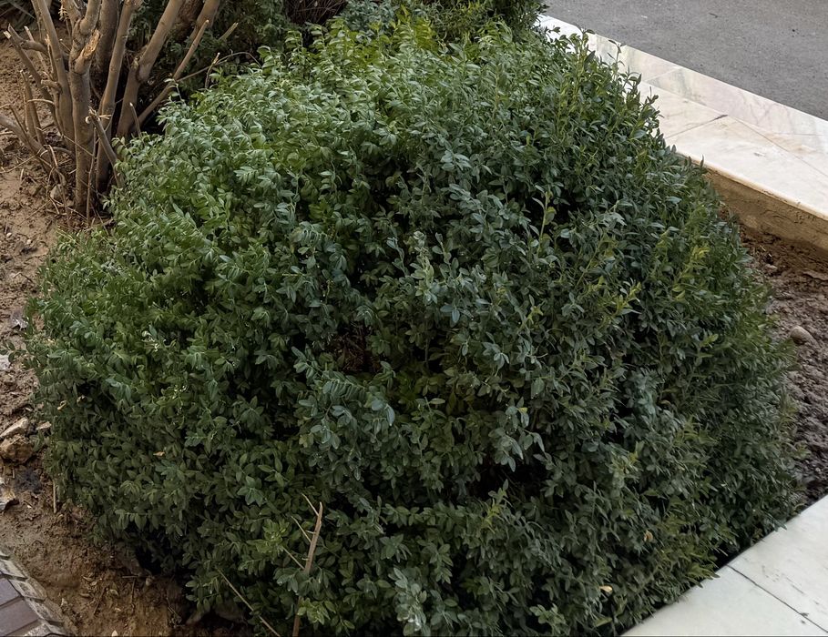 Сотилади Шамшод 10 йиллик 40 та