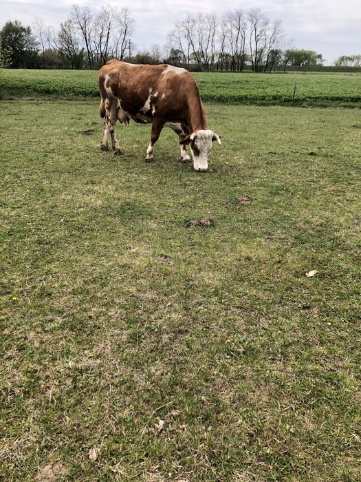 De vânzare 3 vaci bălțate