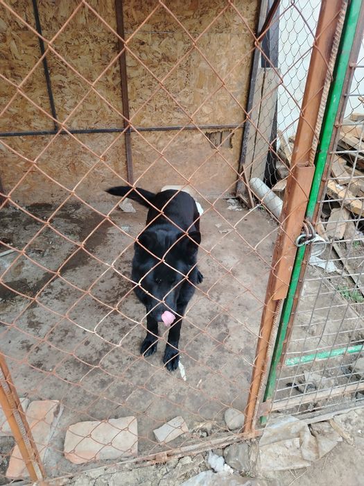 Немецкая овчарка