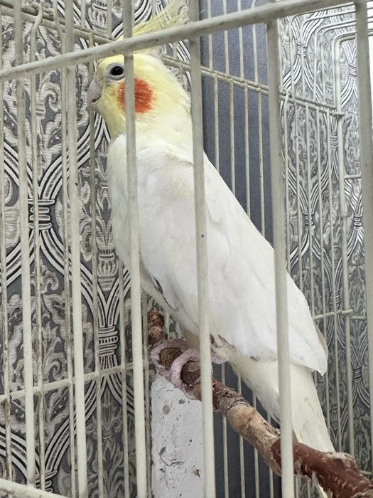 Продам 2 корелл,самец и самка.