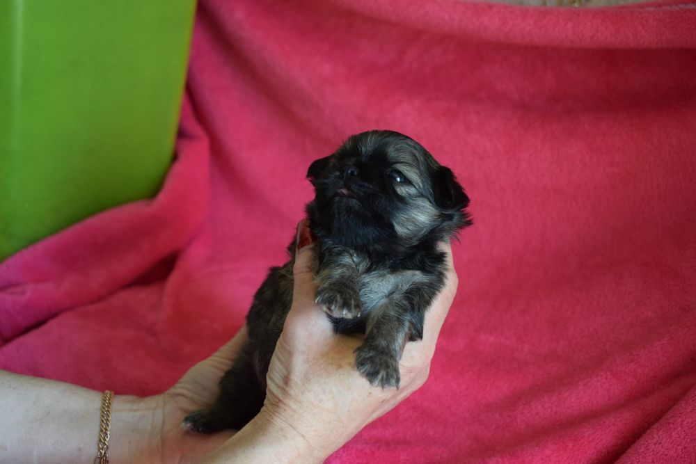 Щеночек чихуахуа