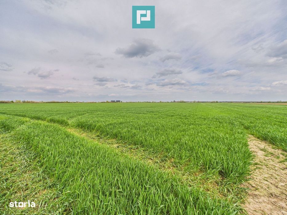 Teren extravilan 19.900 mp – Giroc centură