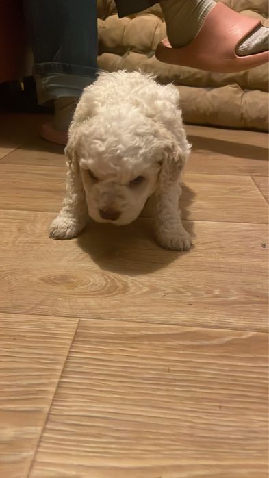 Кученца лагото романъоло