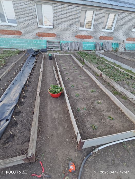 Рассада клубники!