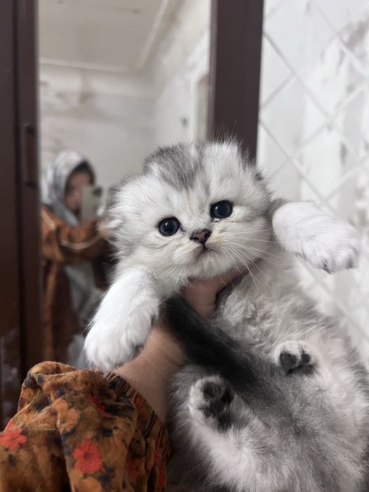 Кошки sotiladi toza qon