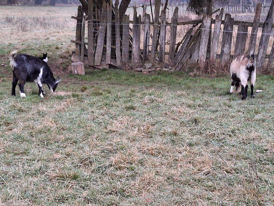 Vând  8 capre și 1 țap