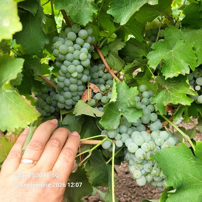Struguri sauvignon blanc