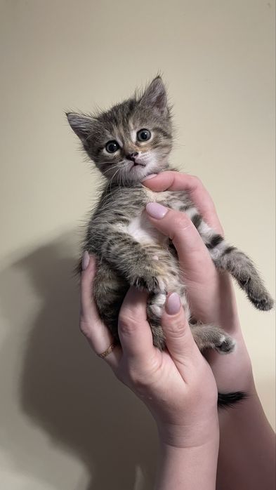 Одам котят в добрые руки.