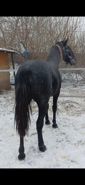 Vand cal -mânz Lipitan