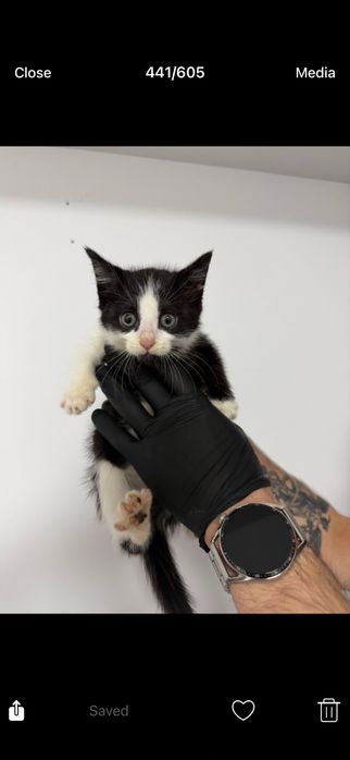 Бебе коте търси дом