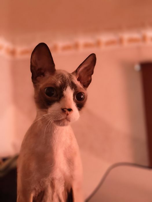 Отдам кота, в добрые руки