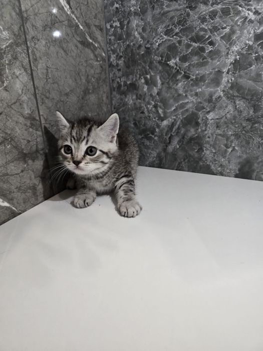 Scottish  straight și scottish fold.