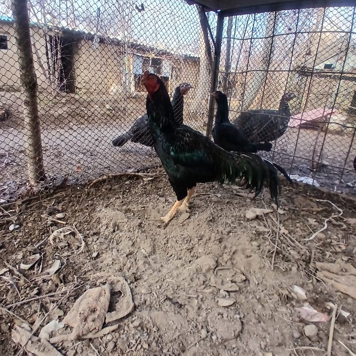 Dakan xo'roz sotiladi. 2 yillik.