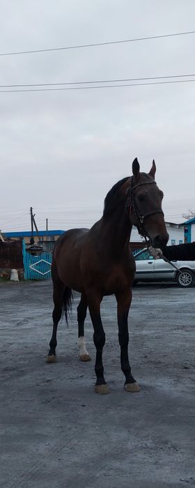 Продам жеребца иноходец