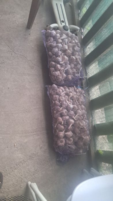 Продам чеснок домашний