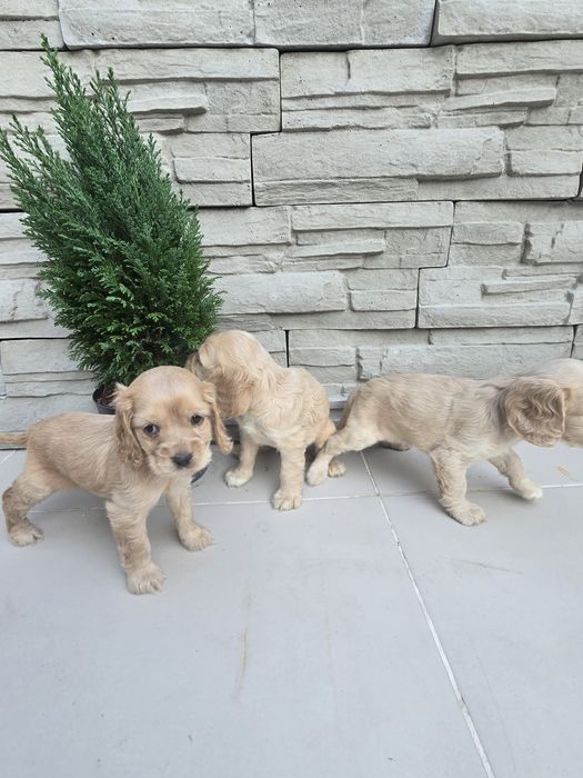 Чистокръвни Кокер Шпаньоли