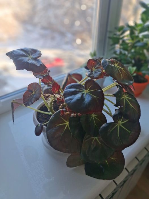 Комнатные цветыы