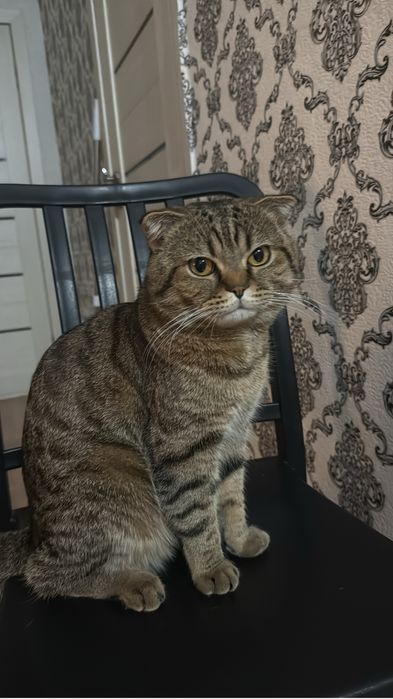 Кот 1 год , вакцинирован , мальчик