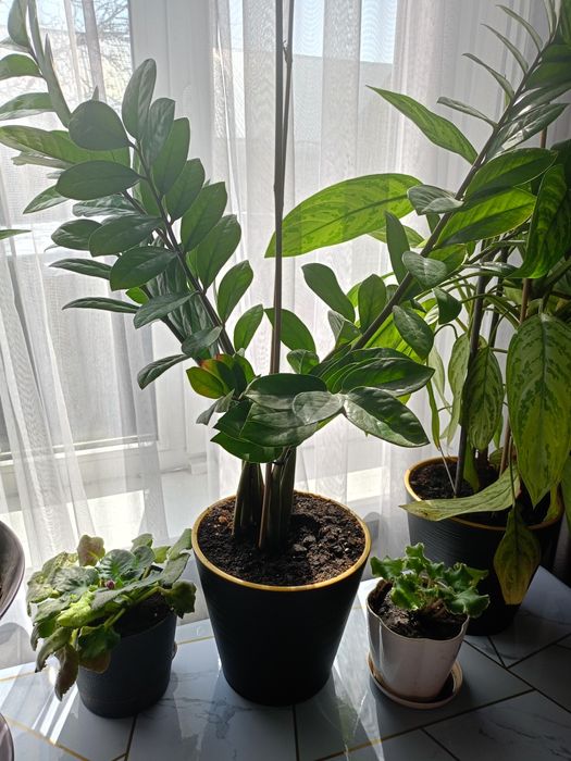 Цветы домашние долларовое дерево