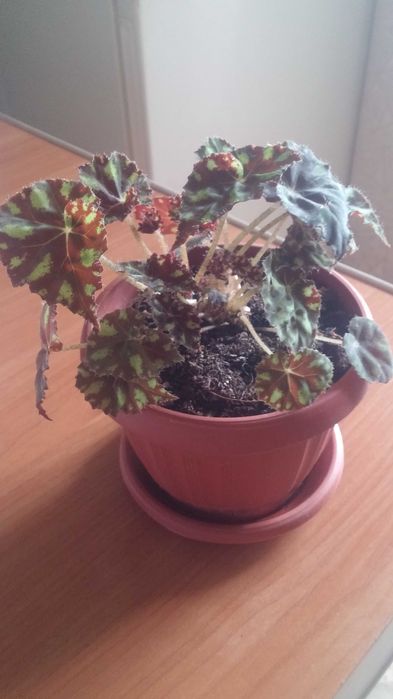 Бегония  комнатная